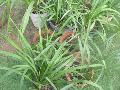 BUYER TO COLLECT IN PRETORIA - CYMBIDIUM ORCHIDS IN 10 CONTAINERS!