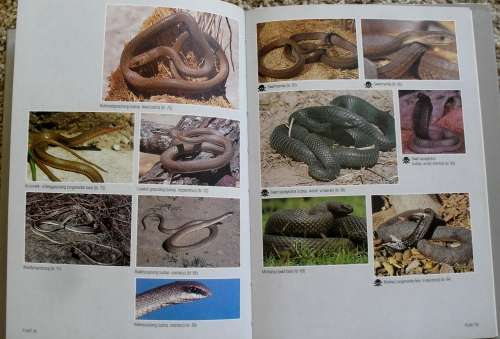 "VELDGIDS TOT DIE SLANGE EN ANDER REPTIELE VAN SUIDER - AFRIKA" - AS ILLUSTRATED!