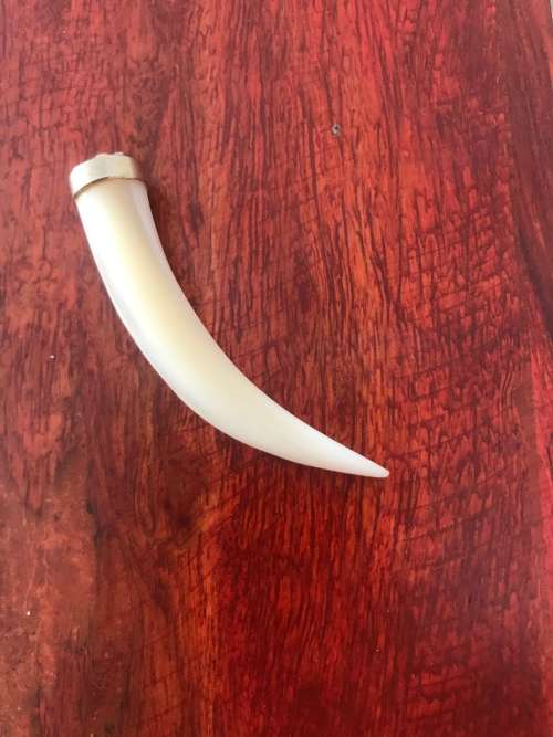 !! Tusk Pendant  !!