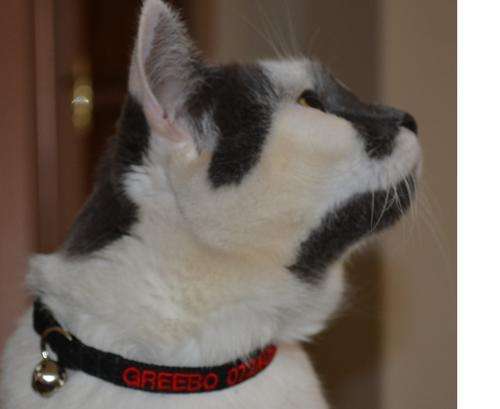 Kebe ID Collar - Normal Collar