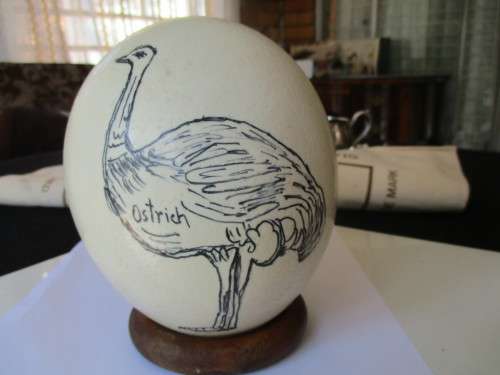 Ostrich Egg