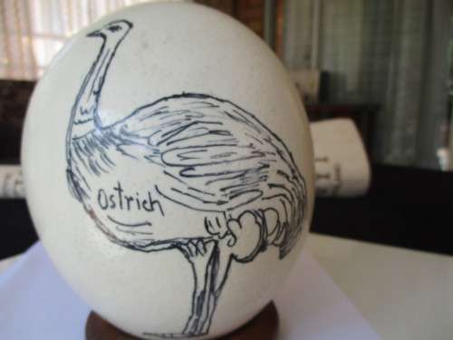 Ostrich Egg