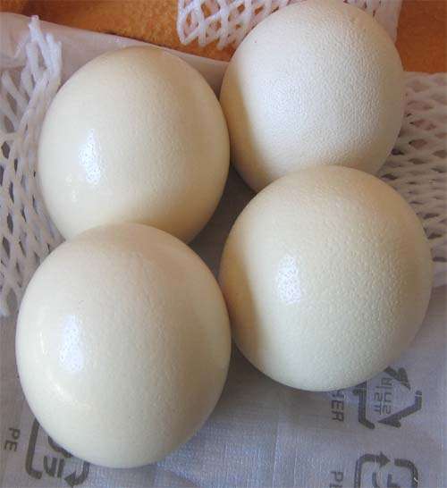1 lot, 4 pieces Ostrige Eggs -price for all