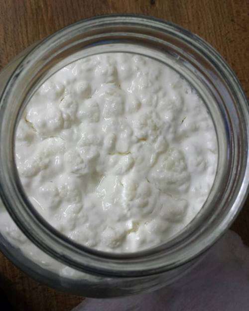 Milk Kefir Grains