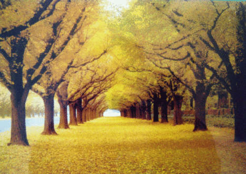 "Streets Paved With Gold" - 500 Piece Puzzle