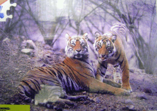 "Wild Tigers" - 500 Piece Puzzle