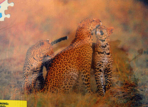 NEW!!! "Leopards in the Wild" - 500 Piece Puzzle