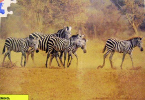 NEW!!! "Zebra Safari" - 500 Piece Puzzle