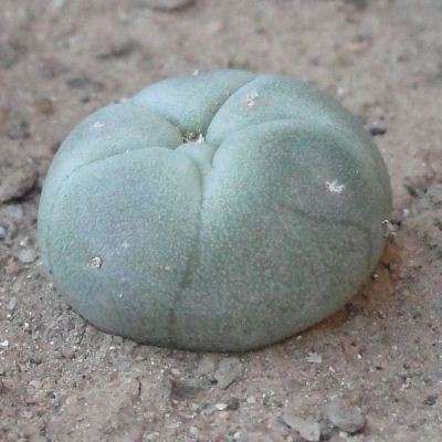 Peyote cactus (Lophophora williamsii)