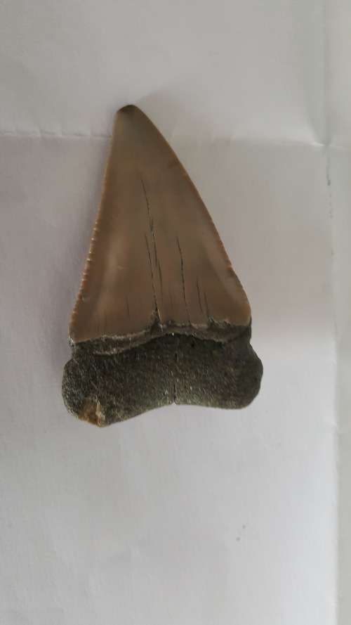 Fossil shark tooth