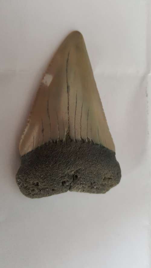 Fossil shark tooth
