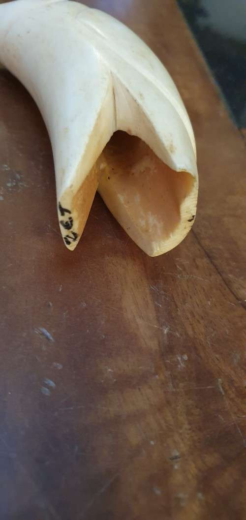 2 X Vintage  Sperm Whale Teeth