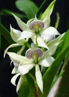 Orchid Flask of live seedlings Encyclia fragrans