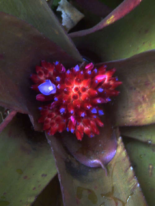 Bromeliad Canistropsis Burchellii