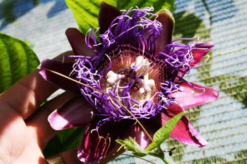 Giant Graniddilla Seeds Pasiflora quadrangularis