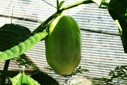 Giant Graniddilla Seeds Pasiflora quadrangularis