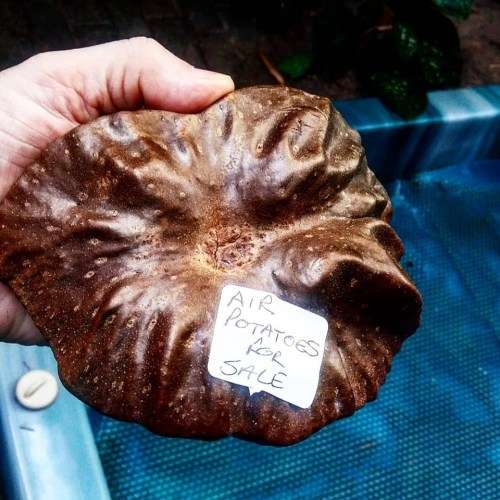 Dioscorea bulbifera, edible air potato (Chinese Air Potato)