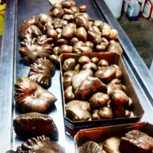 Dioscorea bulbifera, edible air potato (Chinese Air Potato)