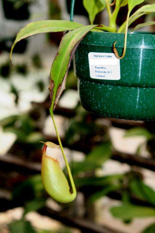 Nepenthes Bicalurata