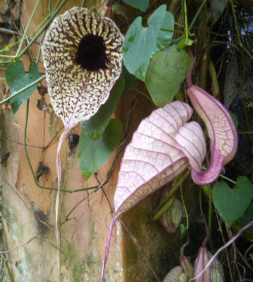 Aristolochia grande (Dutchmans Pipe) Seeds Seeds