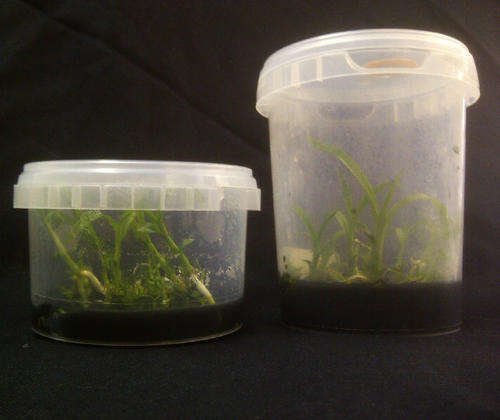 Live Orchid Flask Cattleya Blc Brunswick Gem Coral