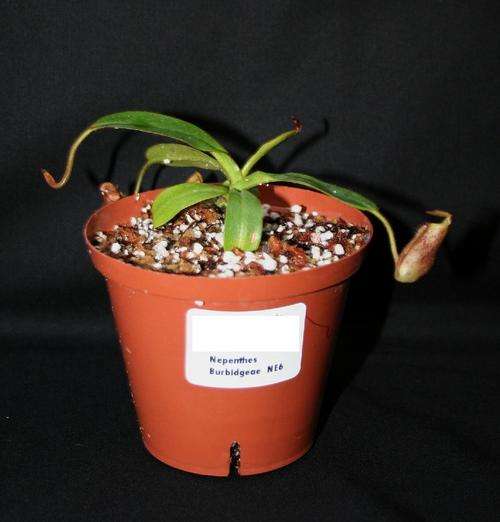 Nepenthes burbidgeae