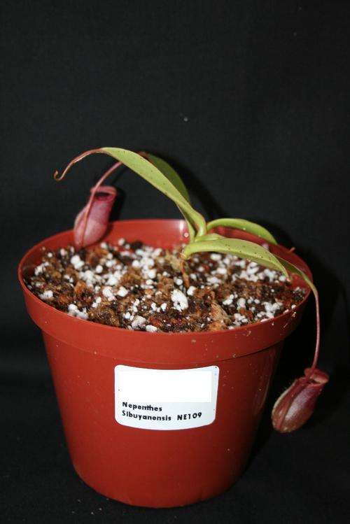 Nepenthes sibuyanensis (highland)