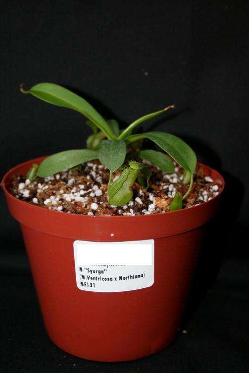 Nepenthes 'Syurga (ventricosa x northiana) intermediate
