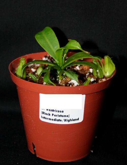 Nepenthes ventricosa (Black peristome)