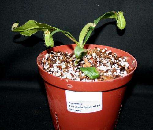 Nepenthes ampullaria (Green) Lowland