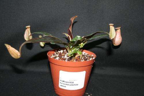 Nepenthes rafflesiana (Red leaf & pitcher) lowland