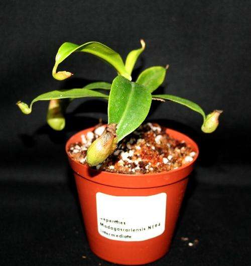 Nepenthes madagascariensis intermediate