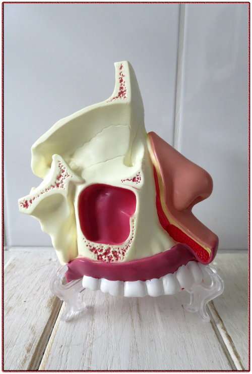 Medical Nasal Cavity Anatomy Education Model (Price Reduced by more than 50%)