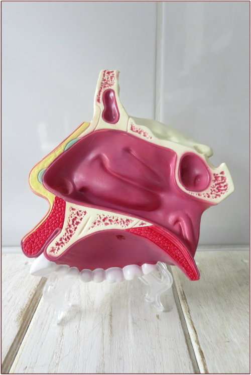 Medical Nasal Cavity Anatomy Education Model (Price Reduced by more than 50%)