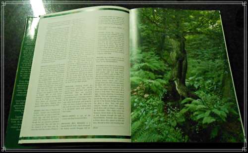 FAIRIES: The Encyclopaedia of Fairies - ANNA FRANKLIN - FIRST EDITION - VEGA - 2002 VG+