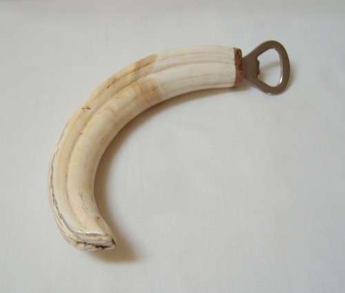 VINTAGE STAINLESS STEEL & WART-HOG TUSK BOTTLE OPENER