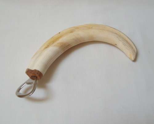 VINTAGE STAINLESS STEEL & WART-HOG TUSK BOTTLE OPENER
