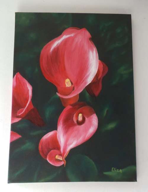 Pink Calla Lillies