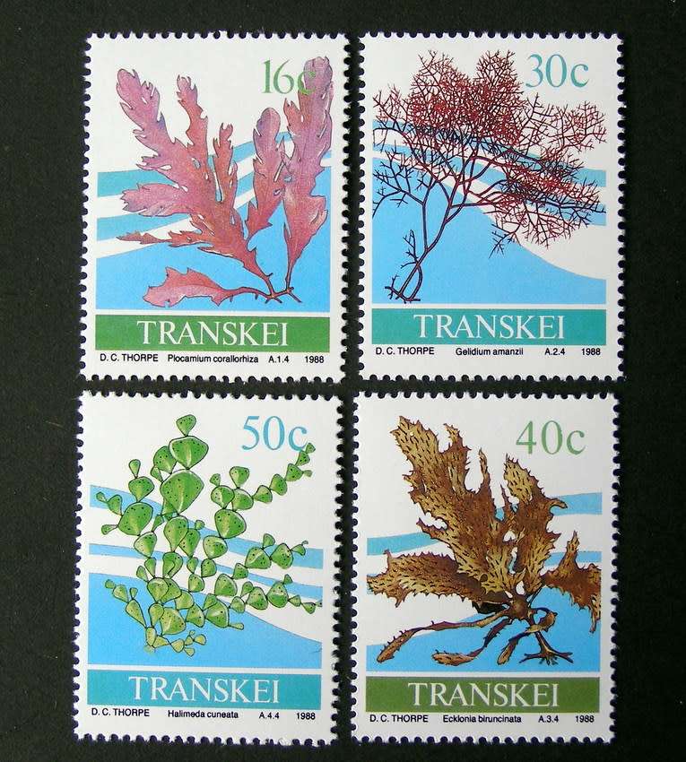 TRANSKEI Mint Set - Seaweed 1988