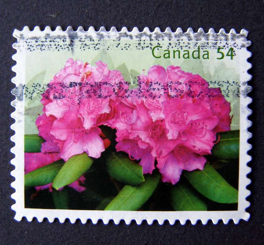 CANADA - Rhododendrons 2009 //Flowers