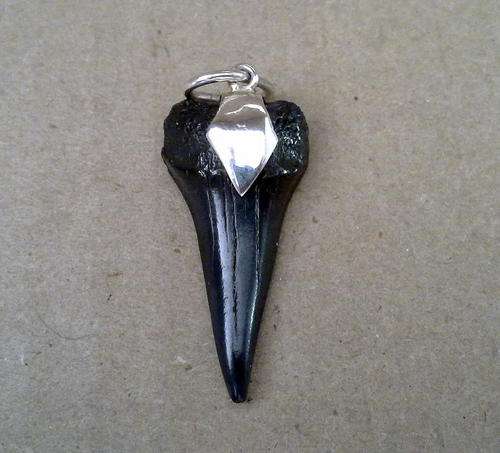 Shark Tooth Pendant - Fossilised Mako Shark  Tooth