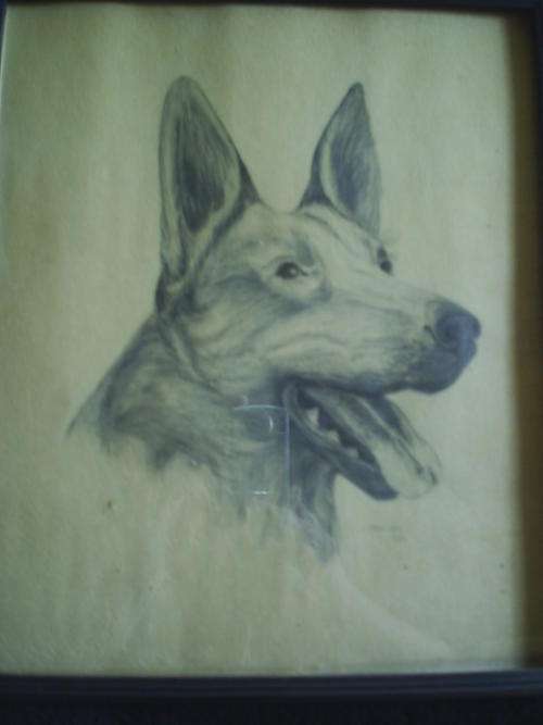 J Harrison 1933 - Sketch Of A Dog (PRICE REDUCED)