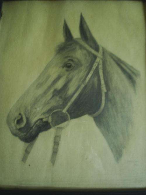 J Harrison 1933 - Sketch Of A Horse (PRICE REDUCED)