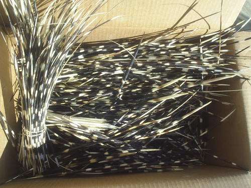 Box of Porcupine Quills