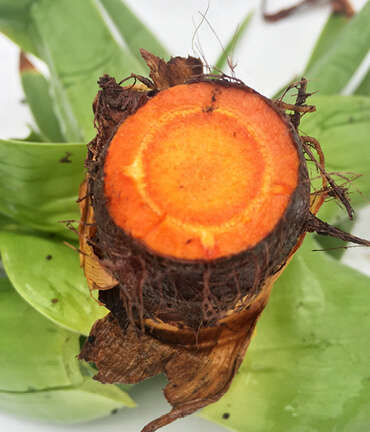 Bulbine Natalensis V-Caps 60's