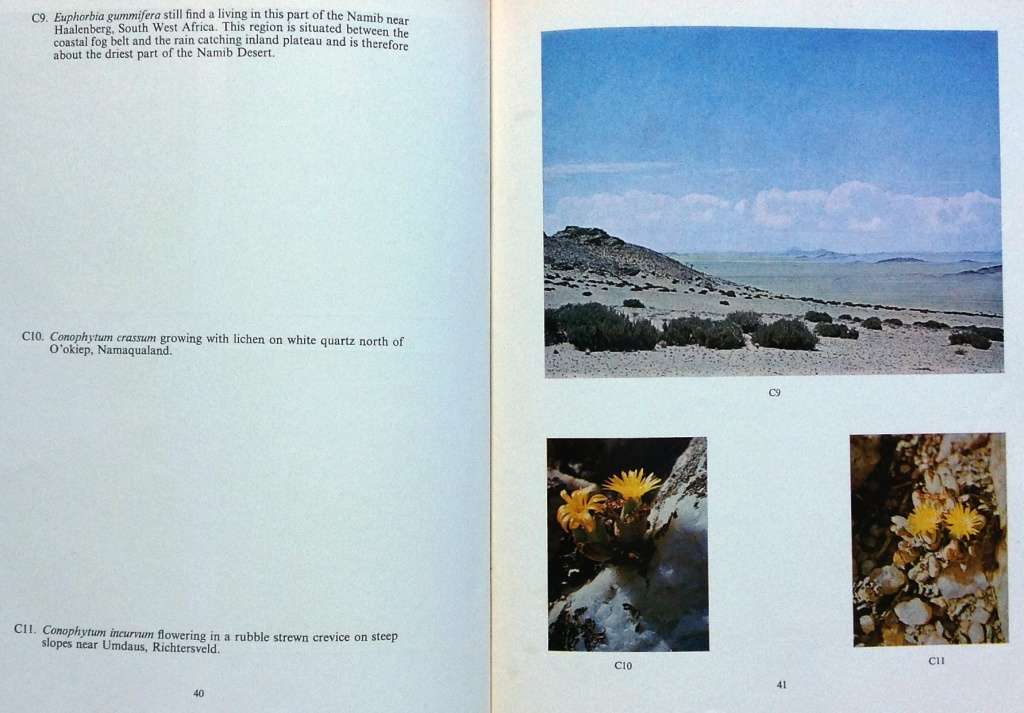 Succulents in the Veld - Rolf Rawe - Hardcover