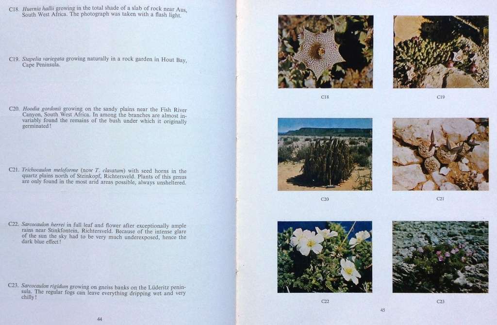 Succulents in the Veld - Rolf Rawe - Hardcover