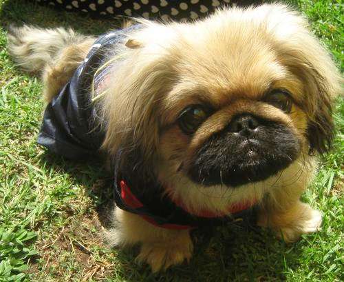 Dog's Life Clothing: Mommy's Little Boy Dungaree Size S