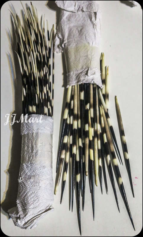 African Porcupine Quills (2 Packets)
