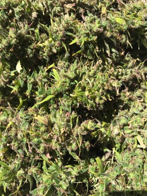 Cannabis Indica Seeds